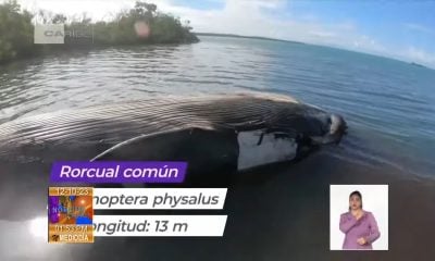 Científicos cubanos logran preservar el esqueleto de una ballena (5)