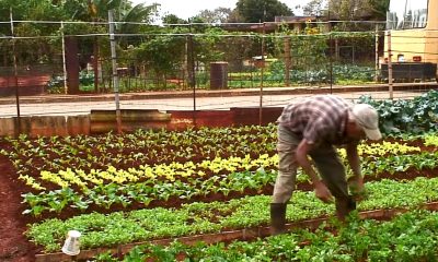 Crisis en la industria química cubana impacta en la escasez de alimentos