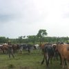 Datos oficiales demuestran el declive en la producción agropecuaria en Cuba