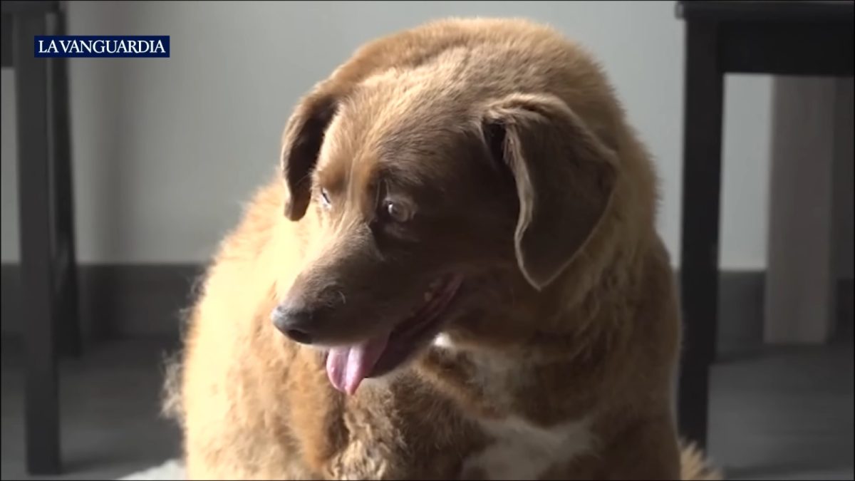 El Perro más longevo del mundo Bobi (1)