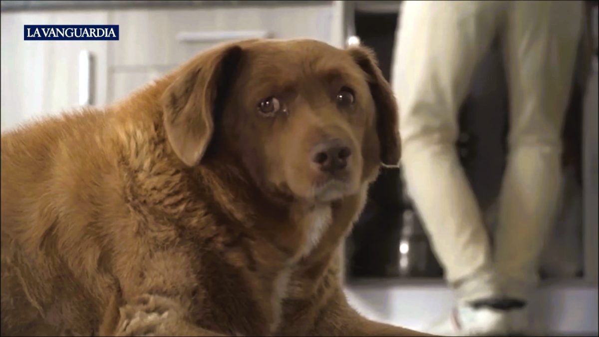El Perro más longevo del mundo Bobi (2)