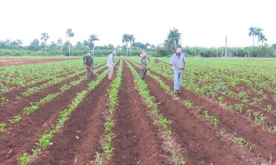 Prensa internacional califica de “alarmante” la crisis alimentaria en Cuba