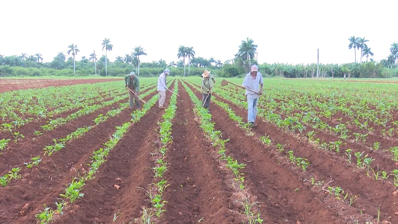 Prensa internacional califica de “alarmante” la crisis alimentaria en Cuba