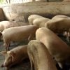 Productores porcinos de Granma llevan ocho meses sin cobrar la carne que vendieron al Estado