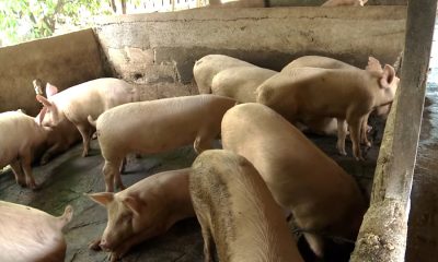 Productores porcinos de Granma llevan ocho meses sin cobrar la carne que vendieron al Estado