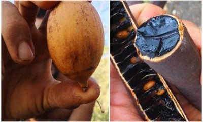 Proponen a los cubanos alimentarse de caña fístula, corojos, verdolaga y cactus