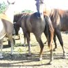 Atrapan a ladrón de siete caballos en zona rural de Placetas