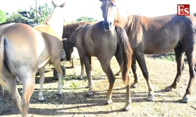 Atrapan a ladrón de siete caballos en zona rural de Placetas