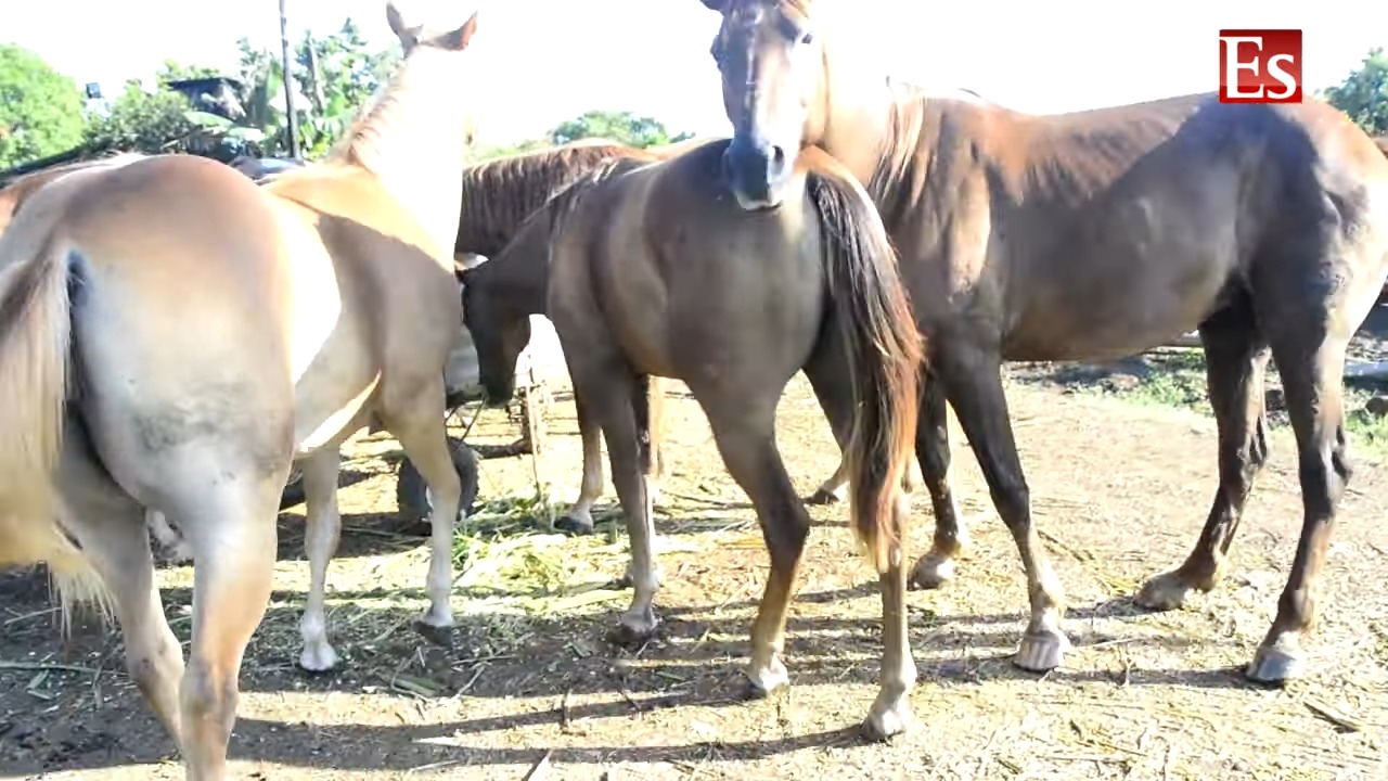 Atrapan a ladrón de siete caballos en zona rural de Placetas