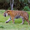 Berani tigre de Sumatra de Zoo Miami (1)