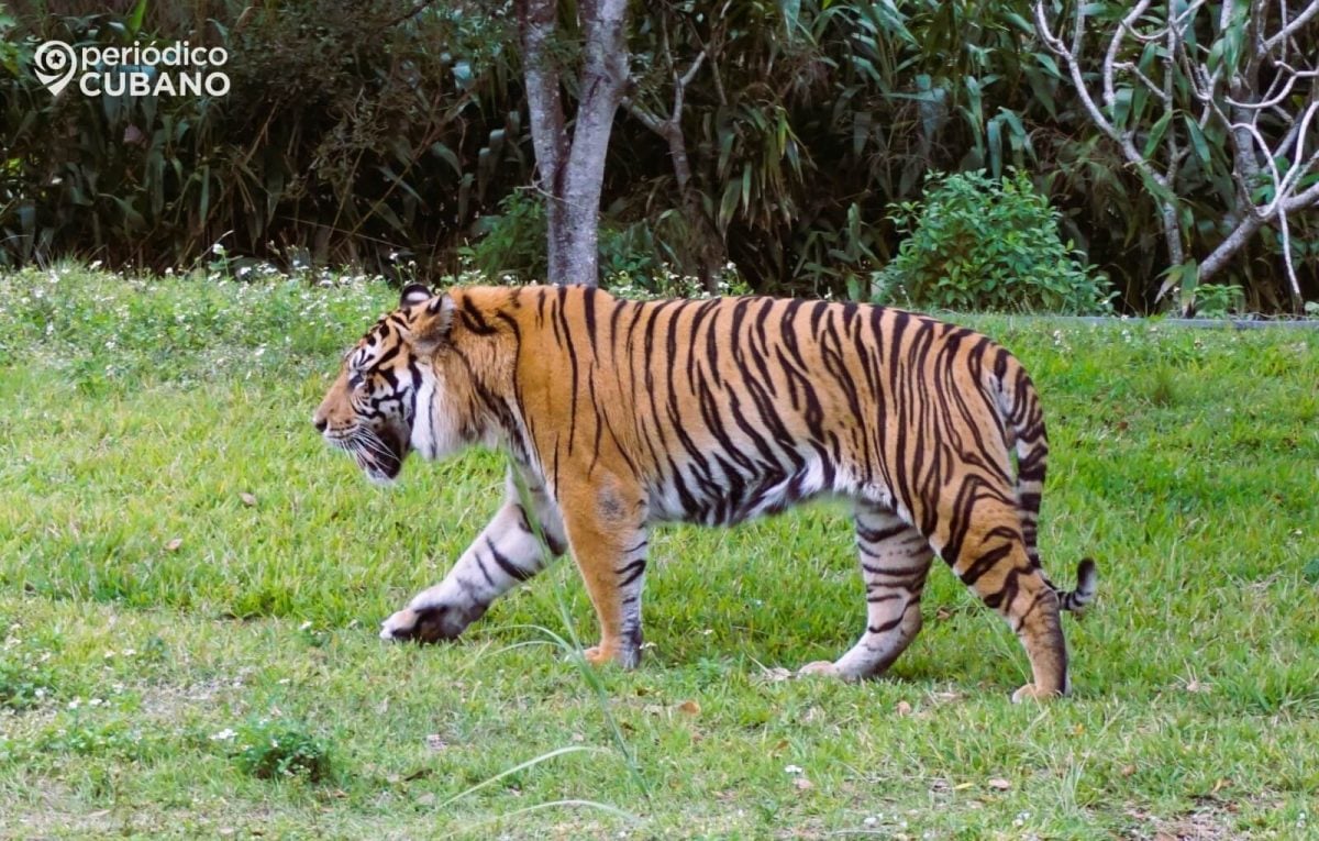Berani tigre de Sumatra de Zoo Miami (1)