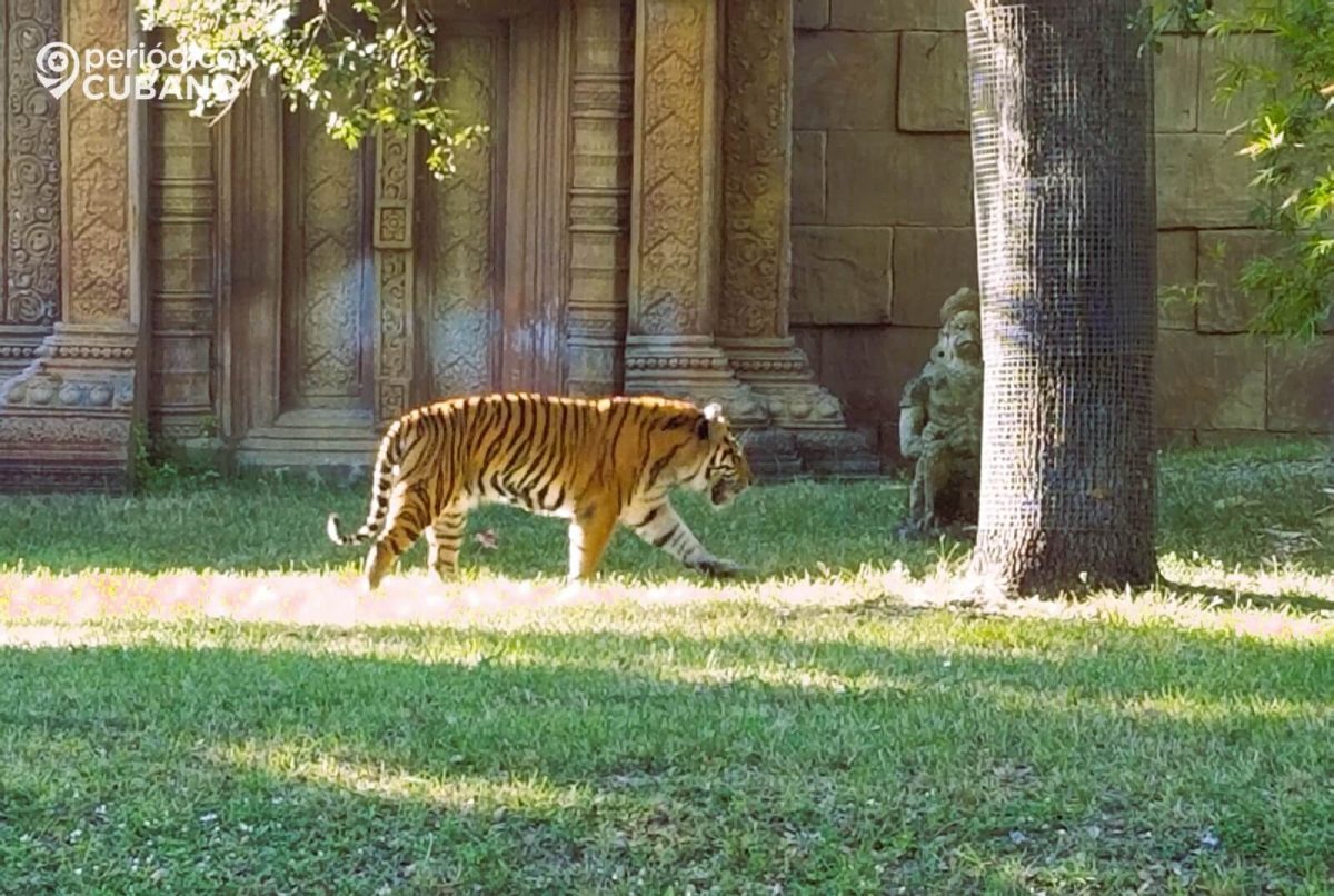 Berani tigre de Sumatra de Zoo Miami