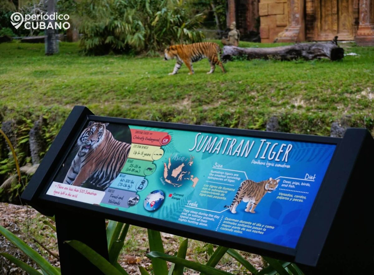 Berani tigre de Sumatra de Zoo Miami (4)