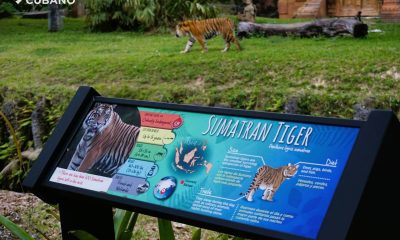 Berani tigre de Sumatra de Zoo Miami (4)