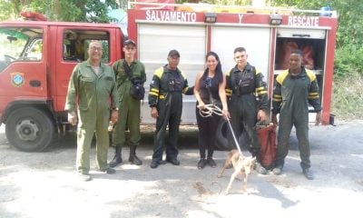 Bomberos de La Habana rescatan a un perro callejero atrapado en un barranco