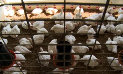 Empresa Avícola está en bancarrota por comprar pienso en dólares y subsidiar el huevo