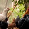 Gripe aviar en el mundo pondría en peligro la disponibilidad de pollo en Cuba