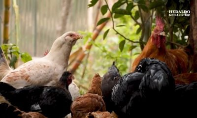 Gripe aviar en el mundo pondría en peligro la disponibilidad de pollo en Cuba