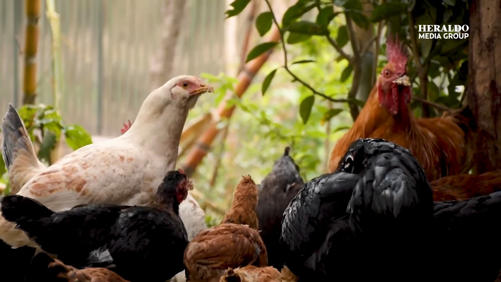 Gripe aviar en el mundo pondría en peligro la disponibilidad de pollo en Cuba