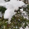 Hialeah celebrará la navidad con 50 toneladas de nieve en el parque Milander