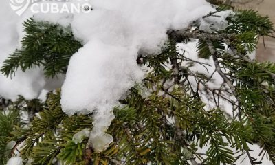 Hialeah celebrará la navidad con 50 toneladas de nieve en el parque Milander