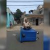 Joven cubano protesta en Bauta sentado sobre un tanque de basura (1)