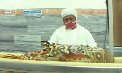 Langostas “emigran” de Cuba y por eso bajan los niveles de pesca, según justificación oficial
