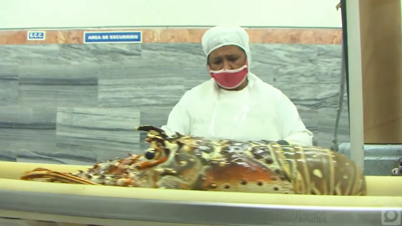 Langostas “emigran” de Cuba y por eso bajan los niveles de pesca, según justificación oficial