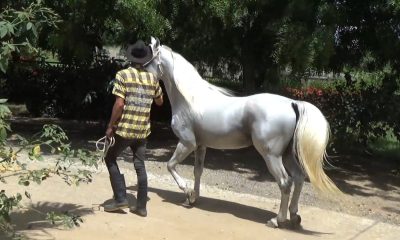 Capturan a supuesto ladrón de caballo con 600 libras de carne de res