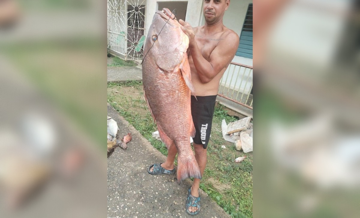 Capturan en Mayarí una cubera gigante de 50 libras de peso