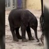 Conoce a la nueva cría de elefante africano en el parque de Disney's Animal Kingdom (1)