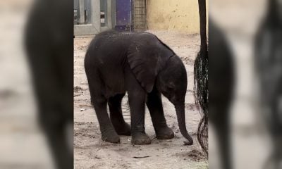 Conoce a la nueva cría de elefante africano en el parque de Disney's Animal Kingdom (1)