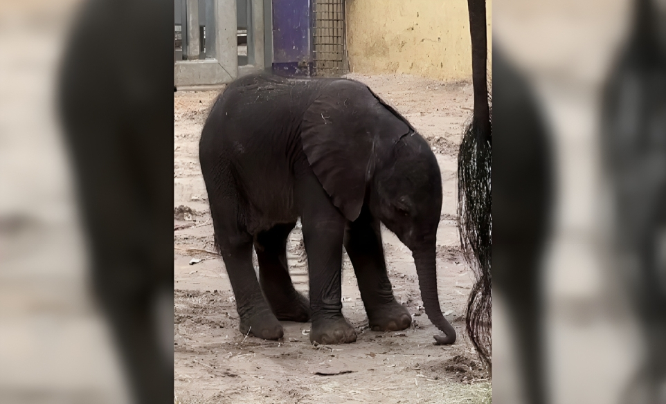 Conoce a la nueva cría de elefante africano en el parque Disney's Animal Kingdom (1)