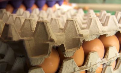Llegan a Cuba los primeros huevos colombianos tras acuerdo comercial 