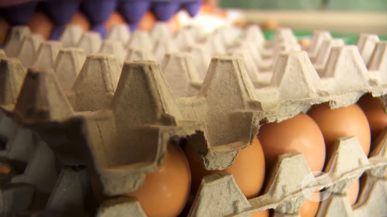 Llegan a Cuba los primeros huevos colombianos tras acuerdo comercial
