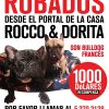 Mil dólares de recompensa por dos cachorros bulldog francés robados en La Habana