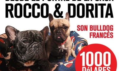 Mil dólares de recompensa por dos cachorros bulldog francés robados en La Habana