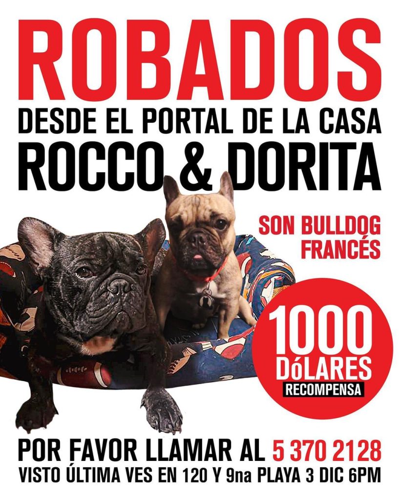 Mil dólares de recompensa por dos cachorros bulldog francés robados en La Habana