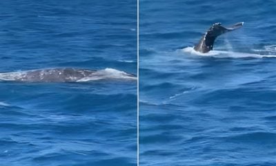 Momento único padre e hijo avistan una ballena barbada en la costa sur de Florida (1)