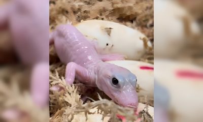 Nace extraña caimán de color blanco en un parque temático de Orlando (1)