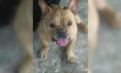 Ofrecen 6.000 pesos cubanos de recompensa por perro extraviado en Guanabo (1)