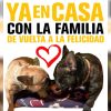 Recuperan a los dos perritos bulldog francés que habían sido robados en La Habana