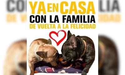 Recuperan a los dos perritos bulldog francés que habían sido robados en La Habana