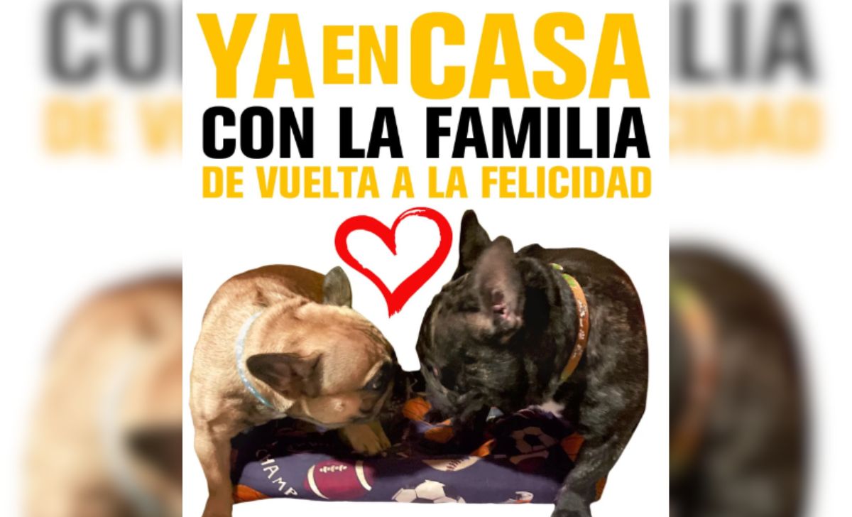 Recuperan a los dos perritos bulldog francés que habían sido robados en La Habana
