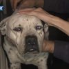 Bomberos de Hialeah rescatan a un perro que estaba atrapado entre dos paredes (1)
