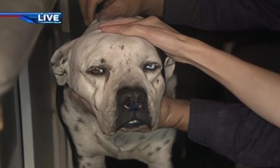 Bomberos de Hialeah rescatan a un perro que estaba atrapado entre dos paredes (1)