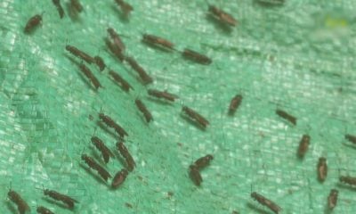 Comienza en Cuba la cría de la mosca soldado negro como fuente de proteína