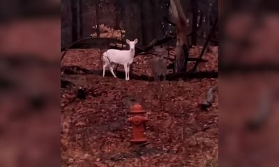 El asombroso avistamiento de un venado blanco en una carretera de Estados Unidos (1)