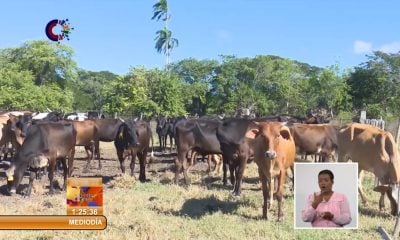 Gobierno cubano suspende la compra venta de ganado mayor entre privados