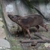 Nace en el Zoológico de Miami una rara especie de cerdo en peligro de extinción